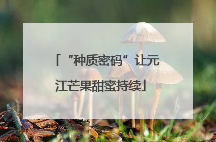 “种质密码”让元江芒果甜蜜持续
