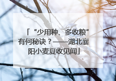 “少用种、多收粮”有何秘诀？——湖北襄阳小麦夏收见闻