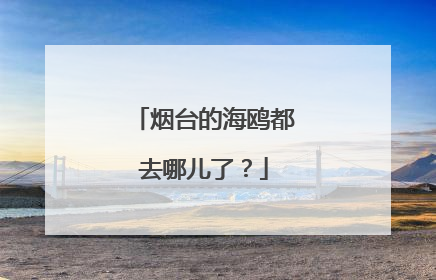 烟台的海鸥都去哪儿了？