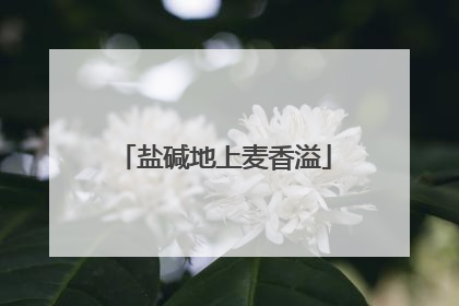 盐碱地上麦香溢