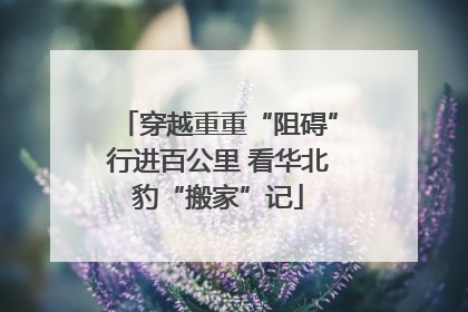 穿越重重“阻碍”行进百公里 看华北豹“搬家”记