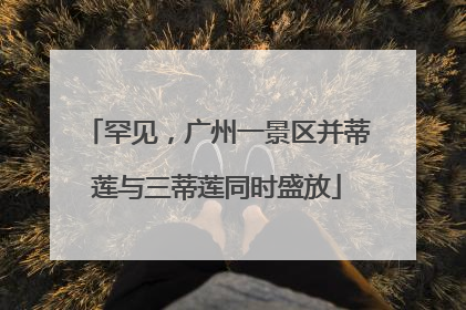罕见，广州一景区并蒂莲与三蒂莲同时盛放