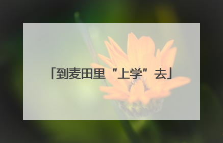 到麦田里“上学”去
