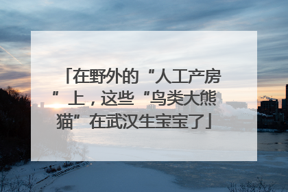 在野外的“人工产房”上，这些“鸟类大熊猫”在武汉生宝宝了