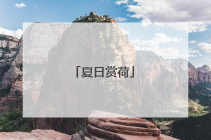 夏日赏荷