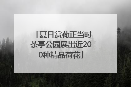 夏日赏荷正当时 茶亭公园展出近200种精品荷花