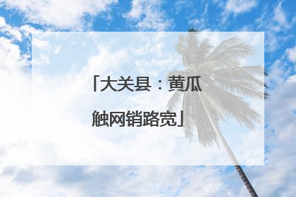 大关县：黄瓜触网销路宽