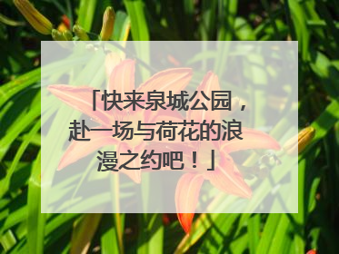 快来泉城公园，赴一场与荷花的浪漫之约吧！