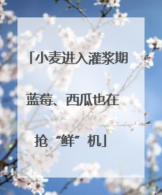 小麦进入灌浆期 蓝莓、西瓜也在抢“鲜”机