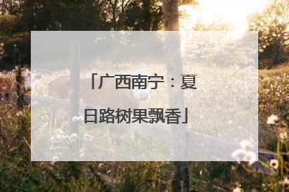 广西南宁：夏日路树果飘香