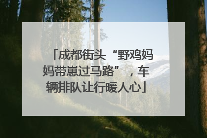 成都街头“野鸡妈妈带崽过马路”，车辆排队让行暖人心
