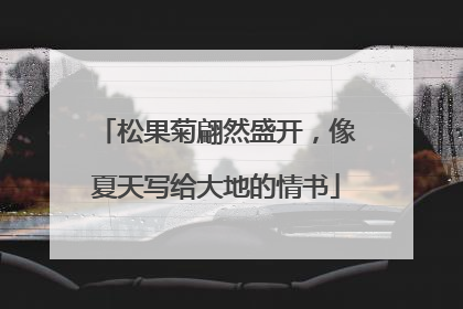 松果菊翩然盛开，像夏天写给大地的情书