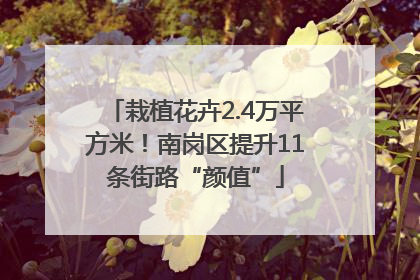 栽植花卉2.4万平方米！南岗区提升11条街路“颜值”