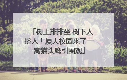 树上排排坐 树下人挤人！厦大校园来了一窝猫头鹰引围观
