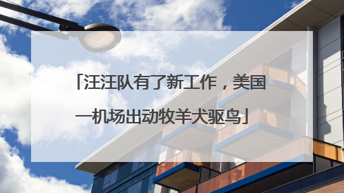 汪汪队有了新工作，美国一机场出动牧羊犬驱鸟