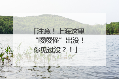 注意!上海这里“嘤嘤怪”出没!你见过没?!