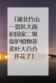 湖北竹山一景区大面积国家二级保护植物荞麦叶大百合开花了