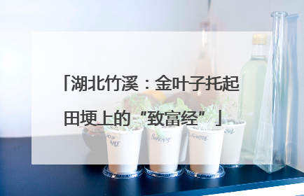 湖北竹溪：金叶子托起田埂上的“致富经”
