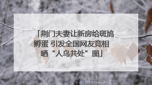 荆门夫妻让新房给斑鸠孵蛋 引发全国网友竞相晒“人鸟共处”图