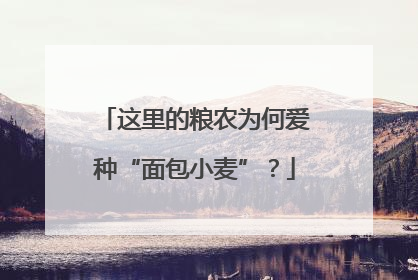 这里的粮农为何爱种“面包小麦”？