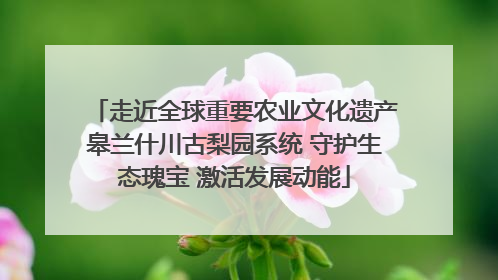 走近全球重要农业文化遗产皋兰什川古梨园系统 守护生态瑰宝 激活发展动能