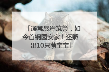 通常悬崖筑巢，如今首钢园安家！还孵出10只萌宝宝