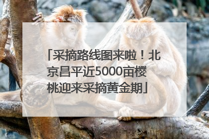 采摘路线图来啦！北京昌平近5000亩樱桃迎来采摘黄金期