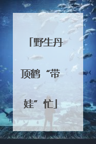 野生丹顶鹤“带娃”忙