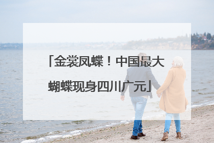 金裳凤蝶！中国最大蝴蝶现身四川广元