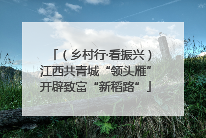 （乡村行·看振兴）江西共青城“领头雁”开辟致富“新稻路”